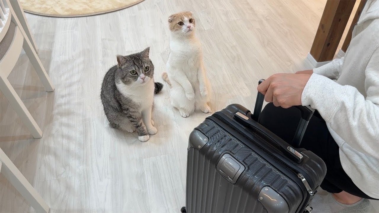 少しの間、猫たちを置いて海外に出張に行くことになりました…