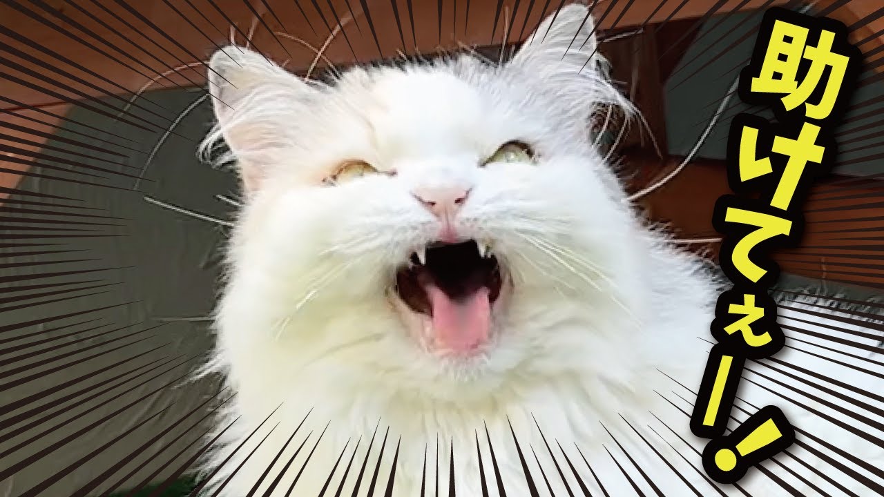 だれか助けて警察呼んでぇぇぇぇぇぇぇ！！！！！！！【関西弁でしゃべる猫】【猫アテレコ】