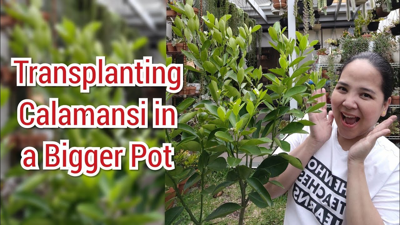 Repotting Calamansi in a bigger Pot | Bikolanahardinera #repotting #calamansi #citrus