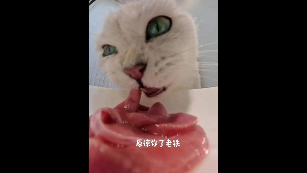 The big glutton is having meals now. 