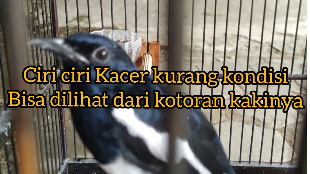 ciri2 Kacer kurang kondisi
