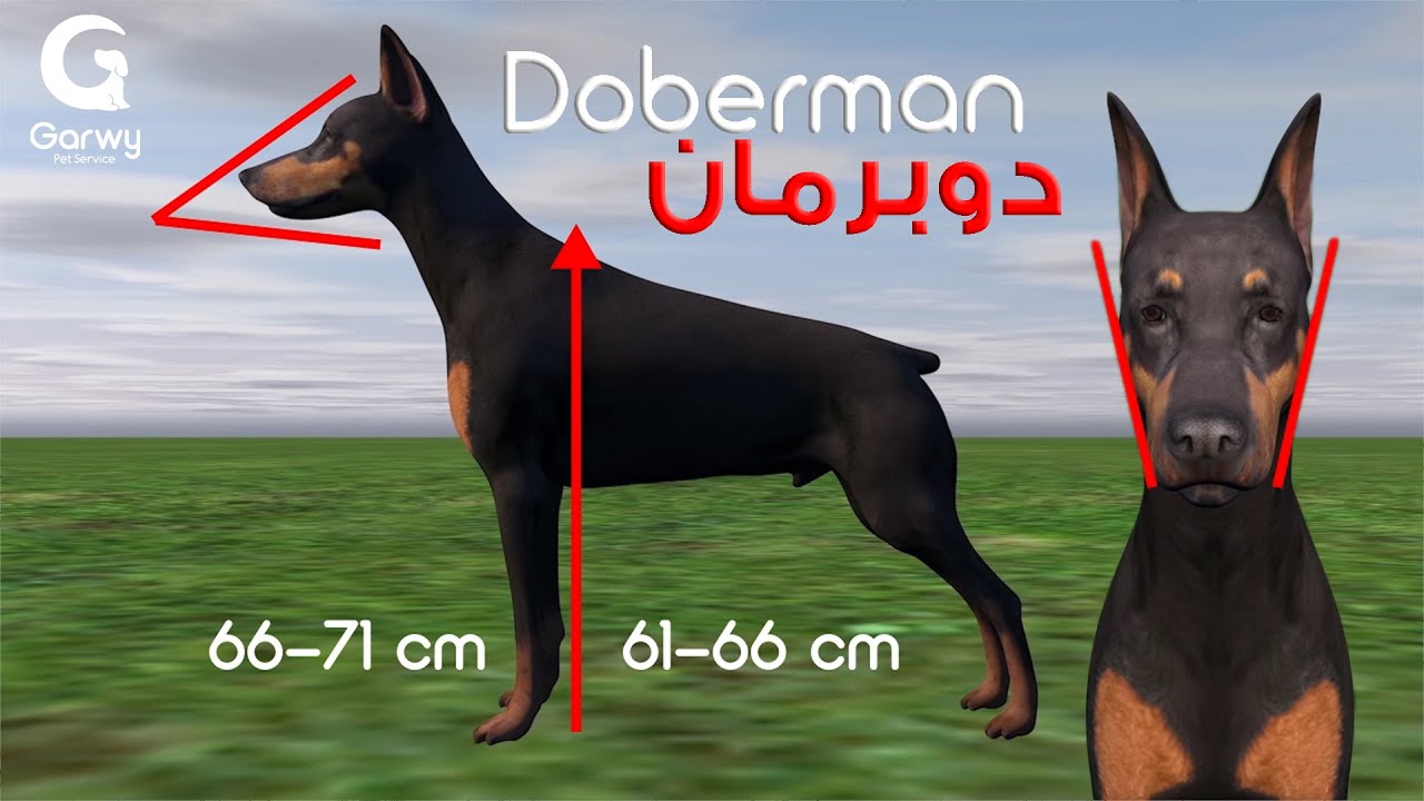 كلب دوبرمان Doberman - أصل الكلب