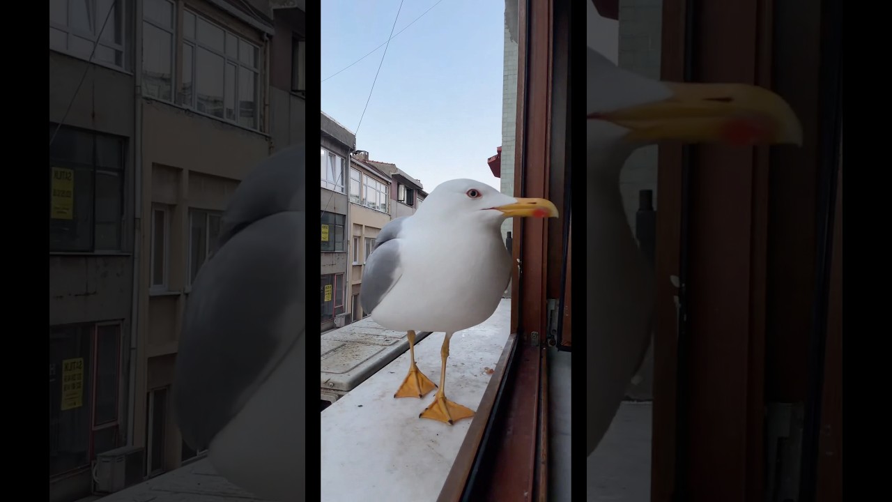 Havlıyor mu ?