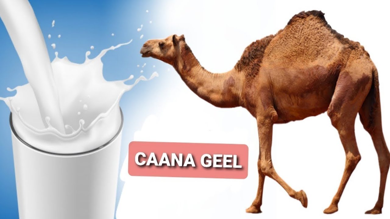 Sirta kaa qarsoon ee ku jirta Caanaha geela iyo faa'idooyinka uu raga u lee yahay.