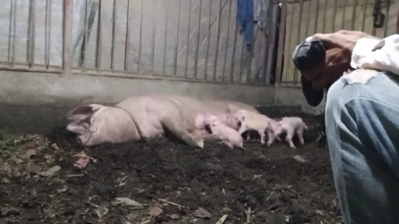 Part 3 sa Pagpapaanak kay Pigie ko 