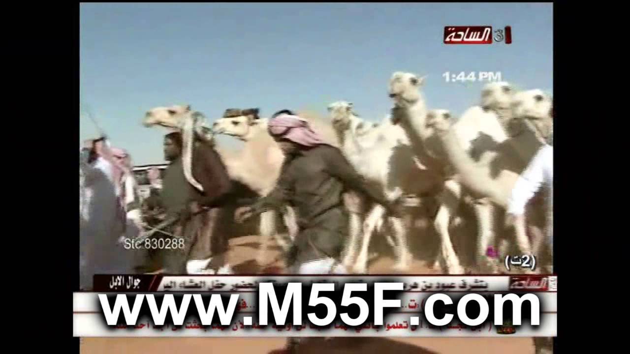 مسيرة منقية فهد بن عامر بن شليه السبيعي  في مزاين ام رقيبه 1436 هـ 2014 م