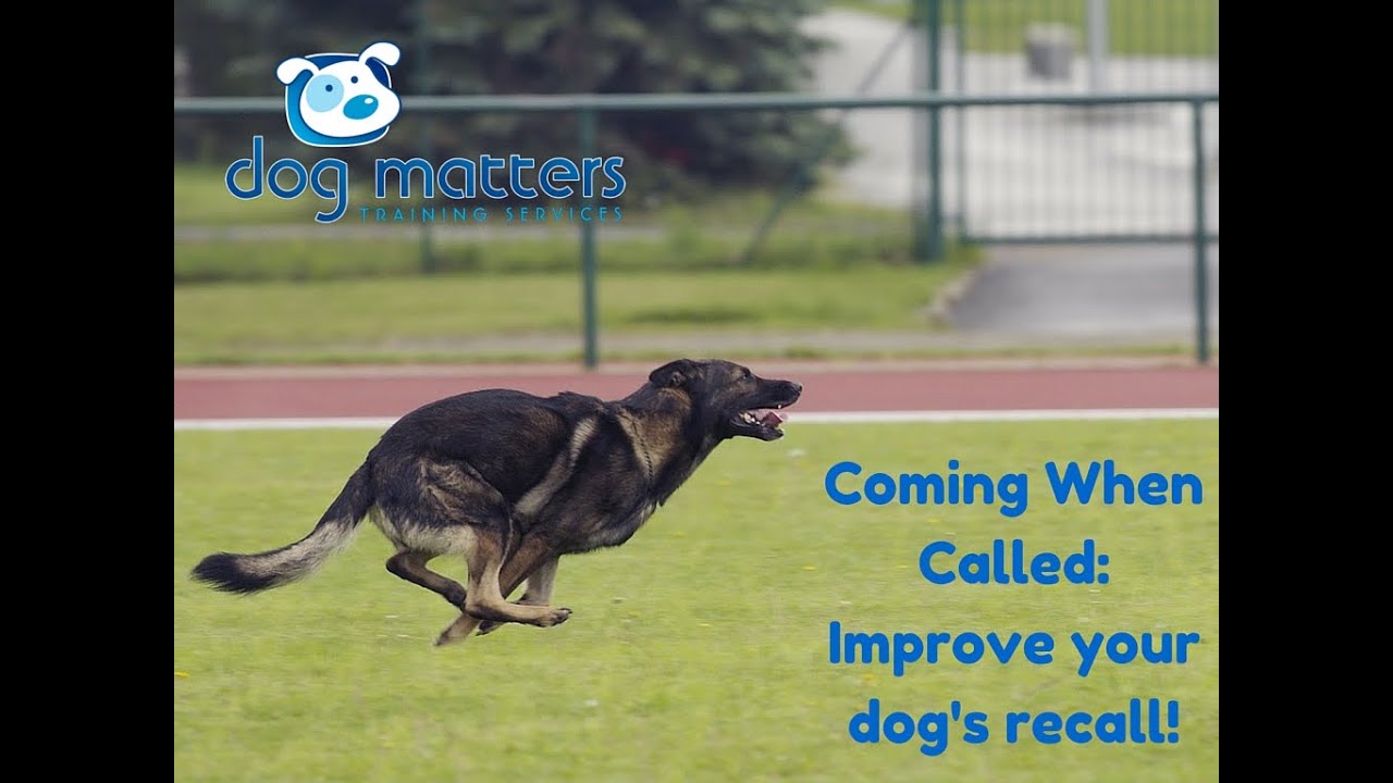 Coming When Called: How to Improve Your Dog's Recall