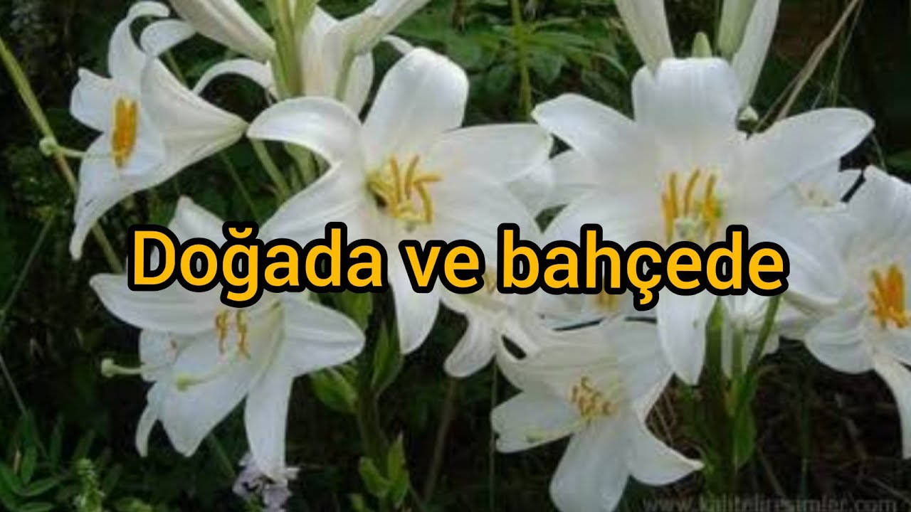Nerede yetişir nereye ekilir