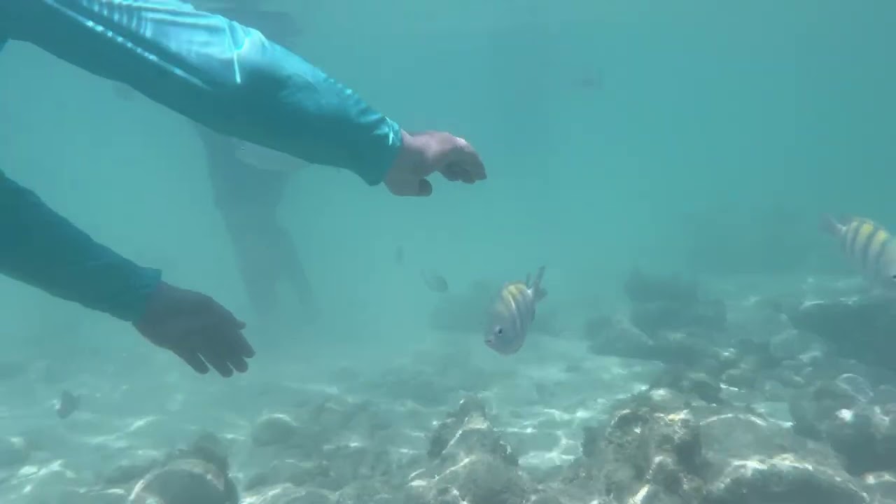 Bahia Principe Luxury Akumal has a great beach for snorkeling, look what we have seen 😎