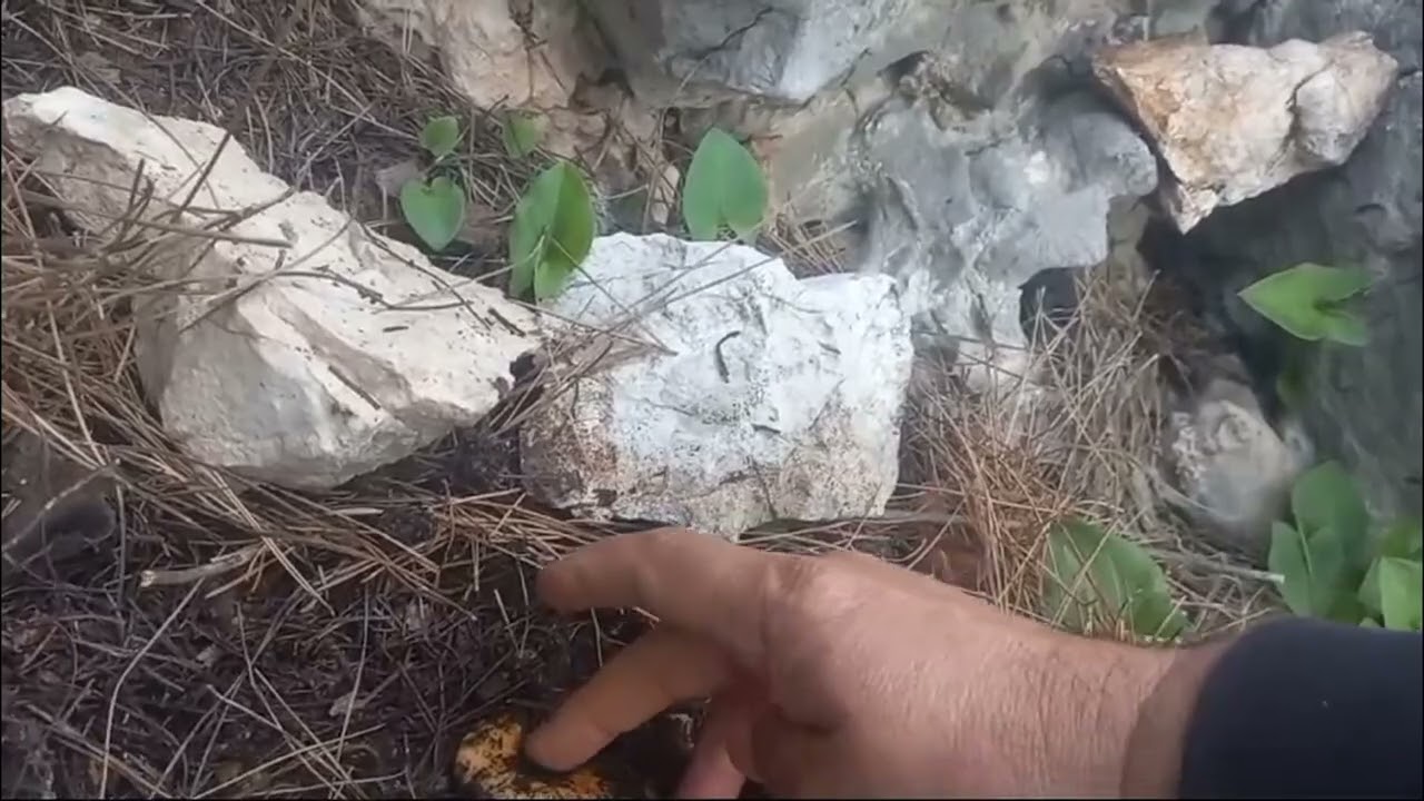 21 Ocak Kanlıca Avı (Çıntar)