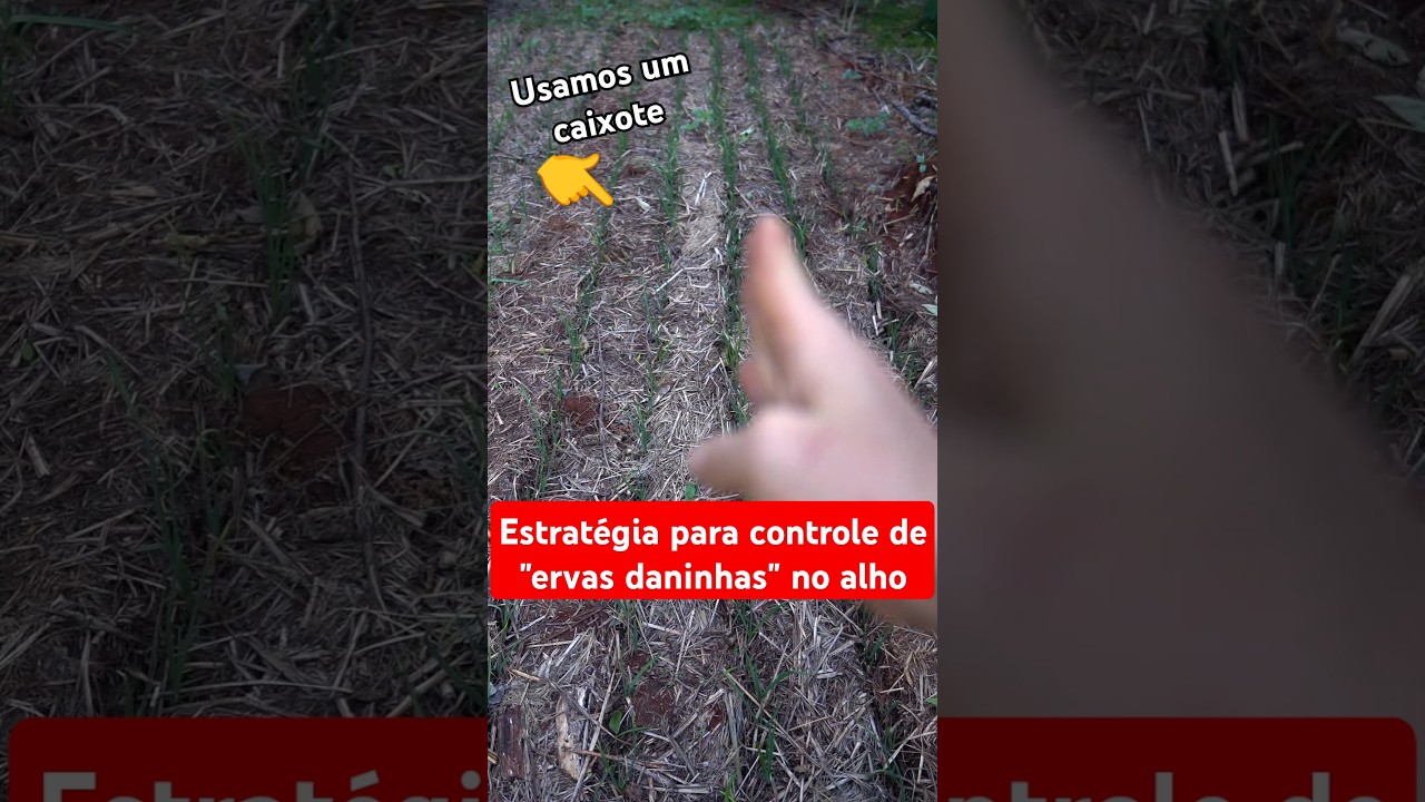 Ainda aduba, umedece e estrutura o solo #expandindomundos #agrofloresta #vidanaro&ccedil;a