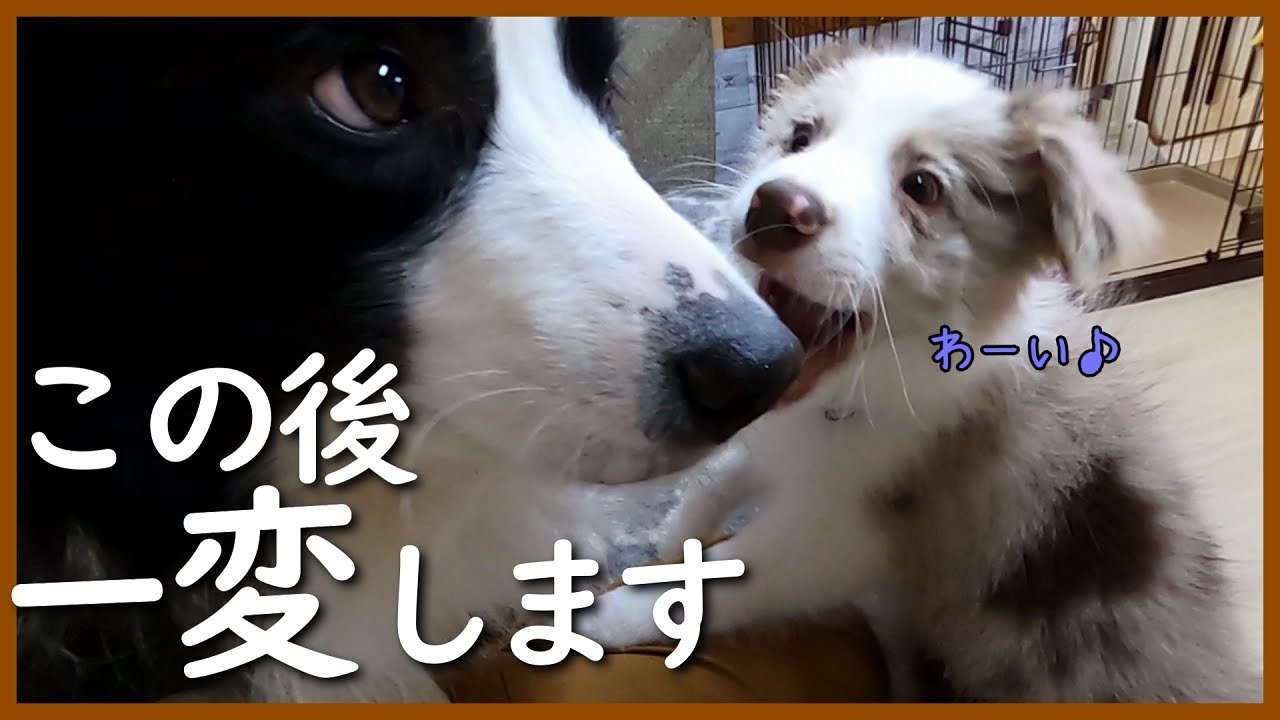 先住犬たちと初対面した結果…【ボーダーコリー】