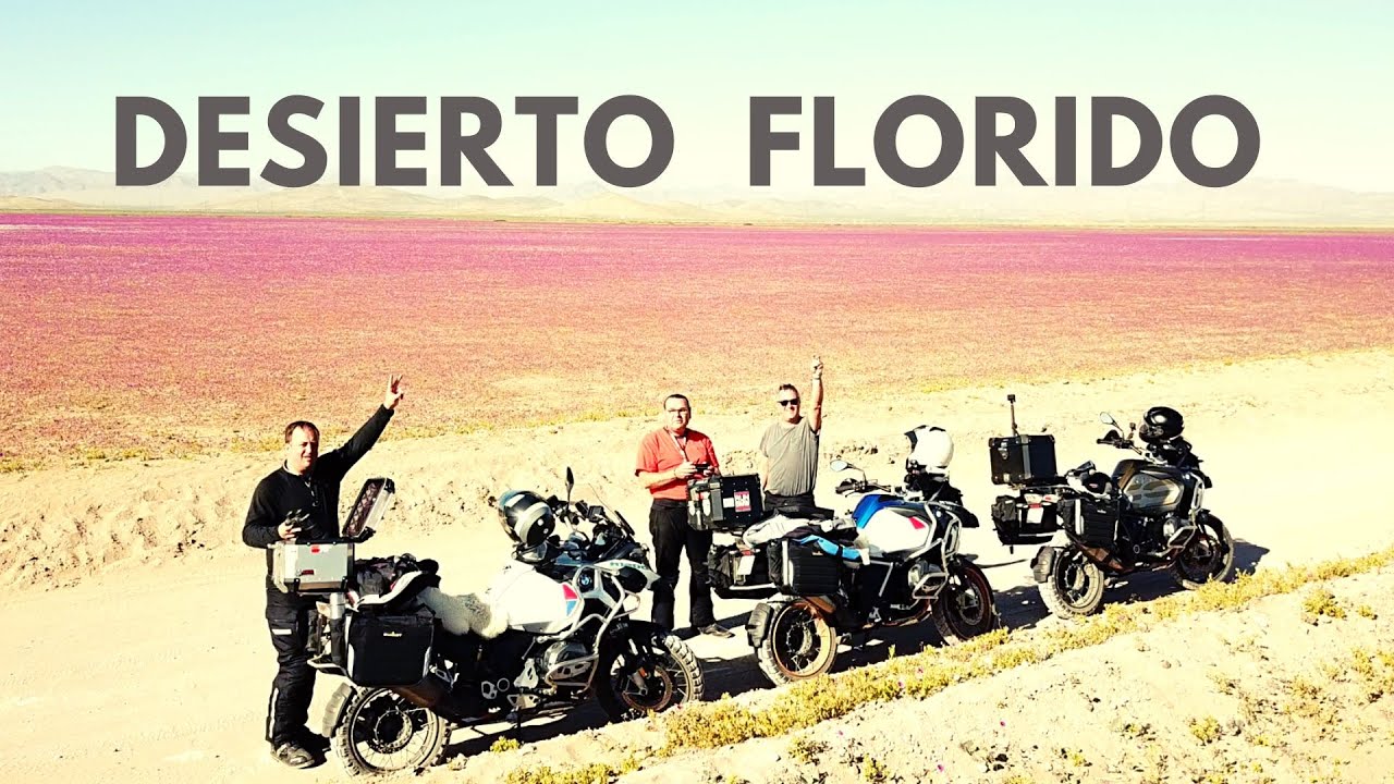 DESIERTO FLORIDO EN MOTO - Norte de Chile