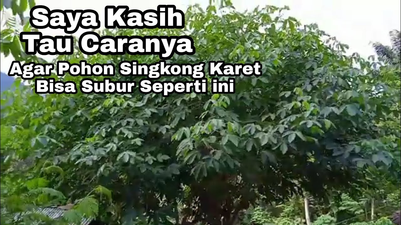 KAYAK POHON BERINGIN! Rahasia Cara Menanam Pohon Singkong Karet Agar Subur Sepanjang Masa