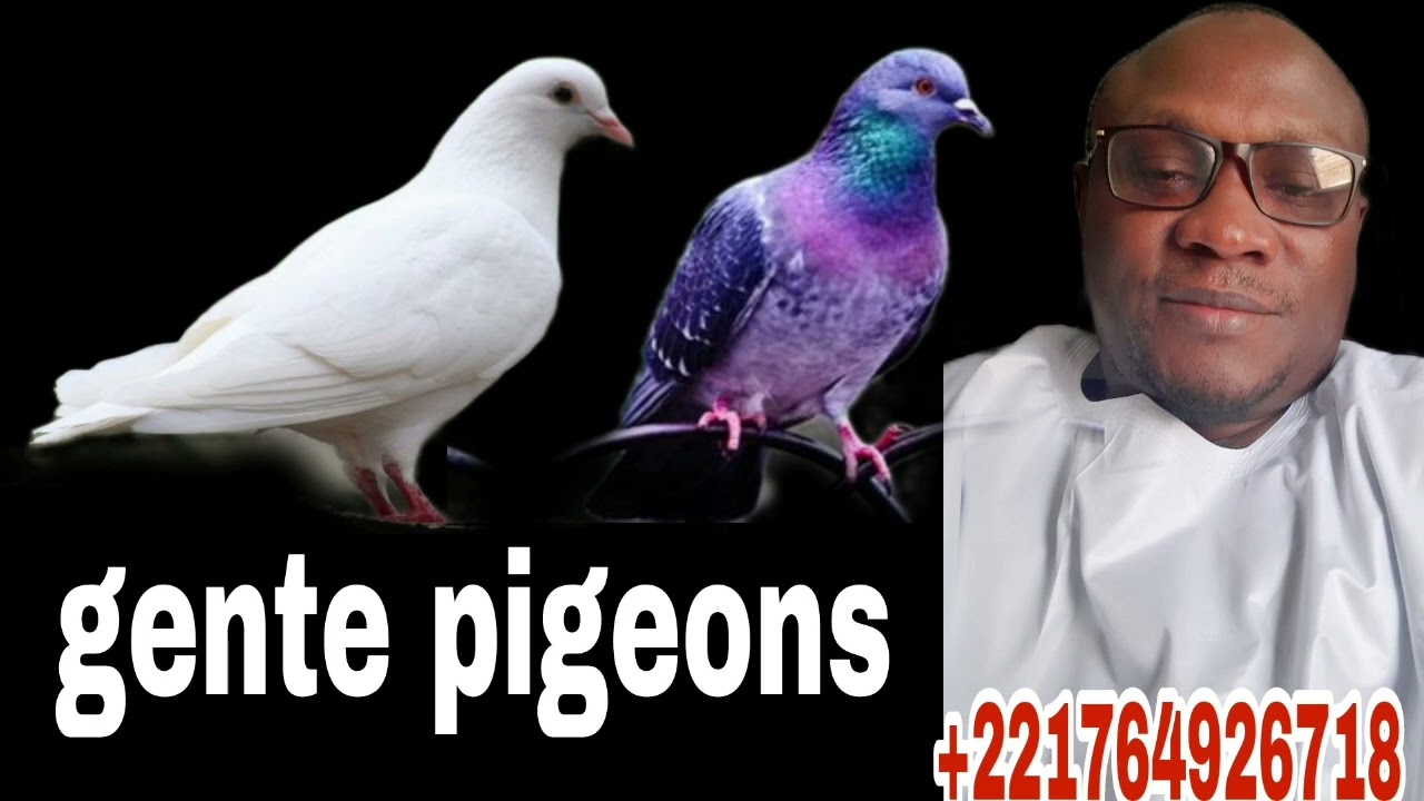 gente pigeons ( Interprétation des pigeons dans un rêve et signification d'une colombe dans un rêveA