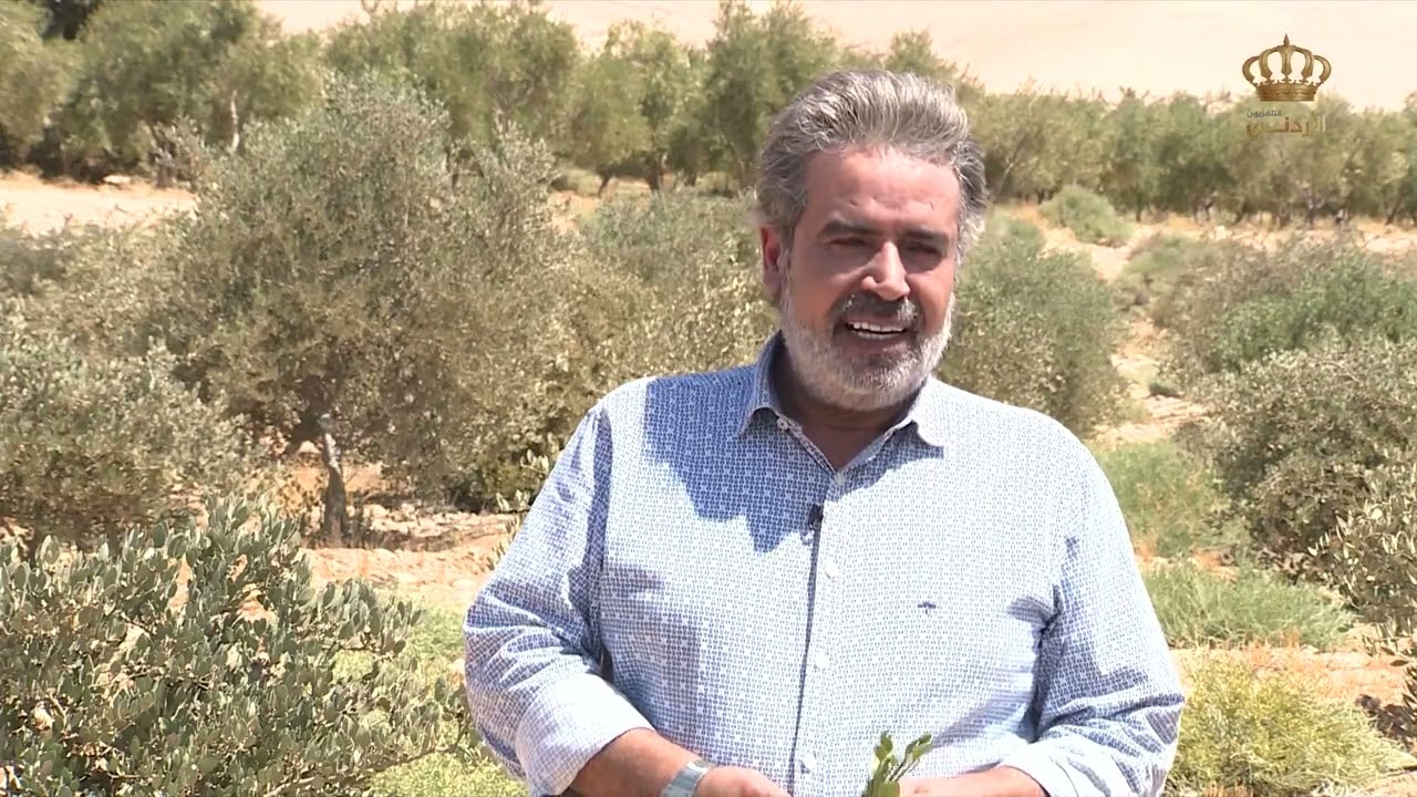 تقرير | شجرة الجوجوبا