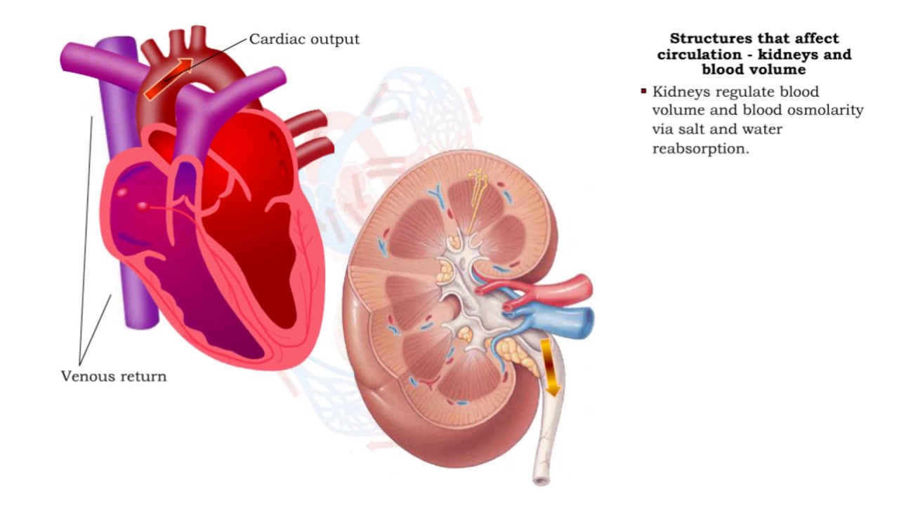 Structures that affect circulation - kidneys and blood volume and skeletal muscle pumping