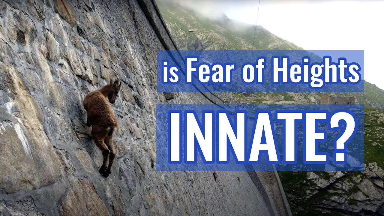 Are we born with fear of height? | Fear of Falling Masterclass