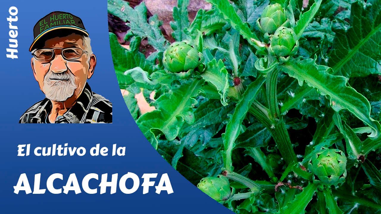 𝗔𝗟𝗖𝗔𝗖𝗛𝗢𝗙𝗔: El cultivo completo de las alcachofas