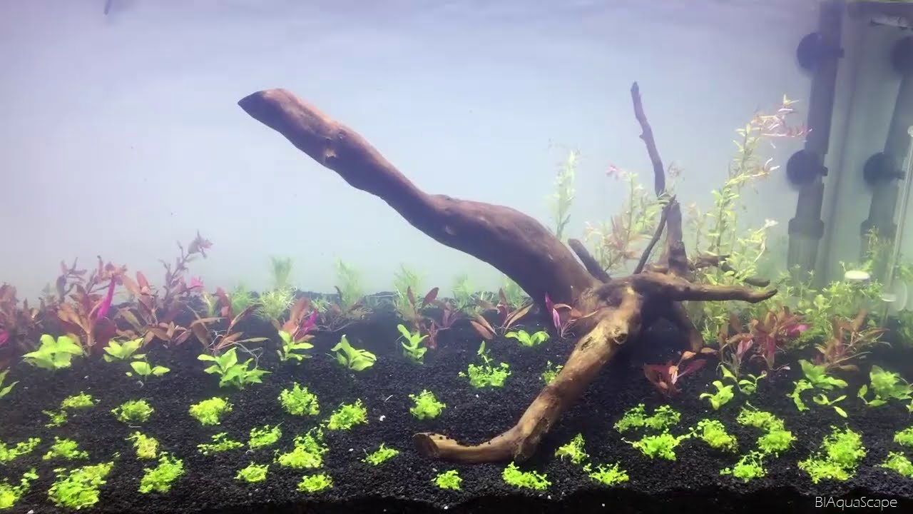 Bitkili akvaryum kurulumu (High-tech planted tank)