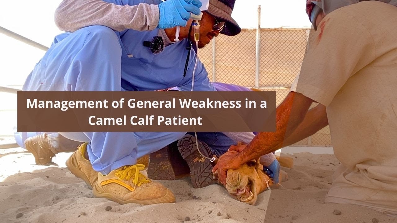 Management of General Weakness on a Camel Calf