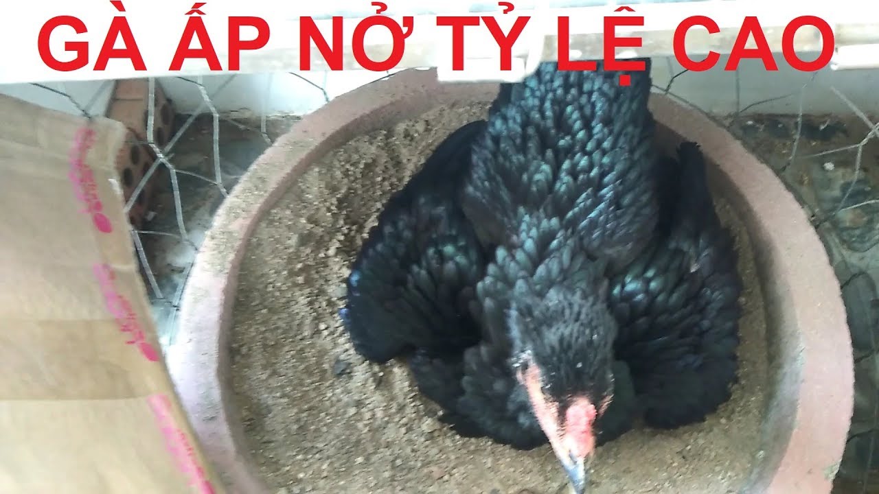 PHƯƠNG PHÁP ĐỂ GÀ ẤP NỞ VỚI TỶ LỆ CAO TRONG MÙA HÈ(R)