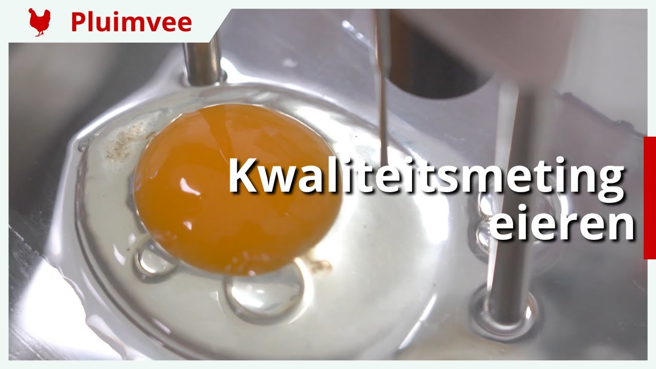 Kwaliteitsmeting eieren bij eierpakstation Gebr. van Beek