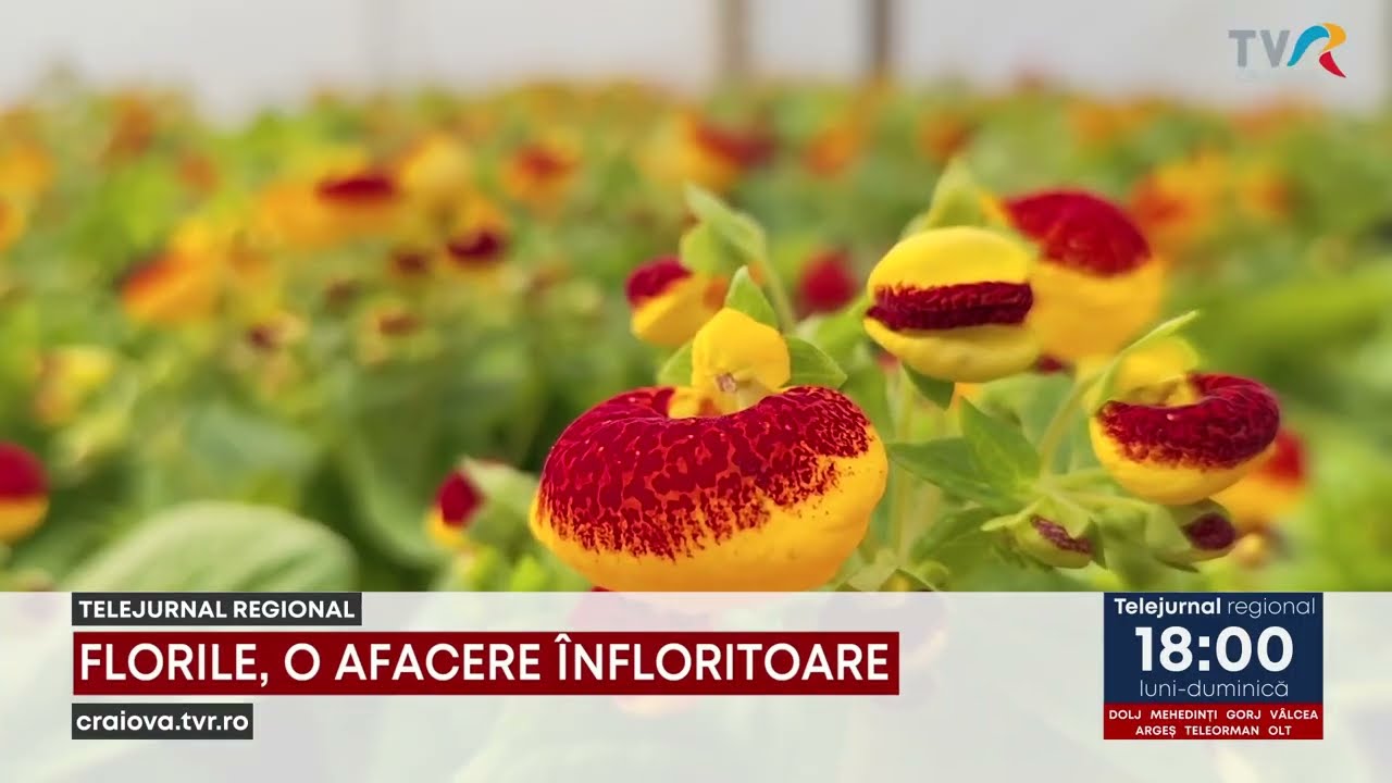 FLORILE, O AFACERE “ÎNFLORITOARE”