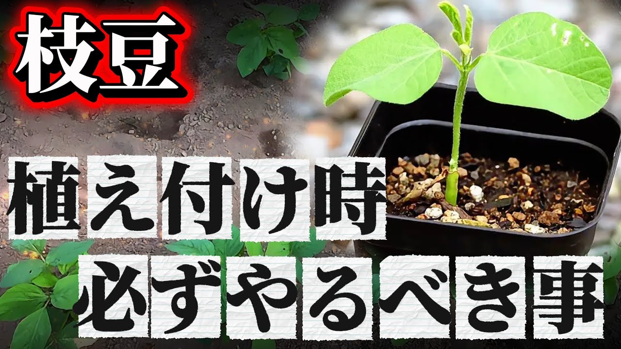【枝豆】植え付け時にコレやると早く大きく育てれます！！植え付け時のポイントはコレ！！