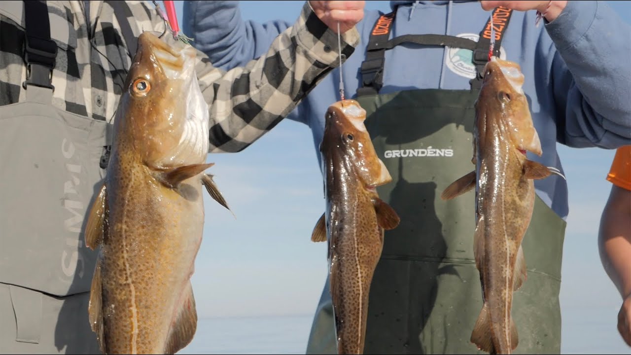 Stellwagen Cod & Haddock Slow Pitch Jigging