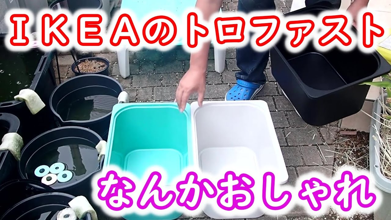 【めだか】また容器を増やしてしまった・・・。ＩＫＥＡのトロファスト　これ良さそう！！