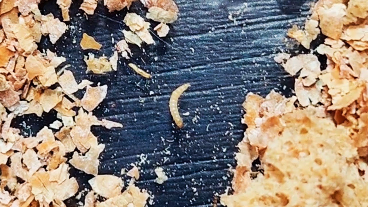 Como Criar TENEBRIOS(Larvas) para Alimentar HORMIGAS
