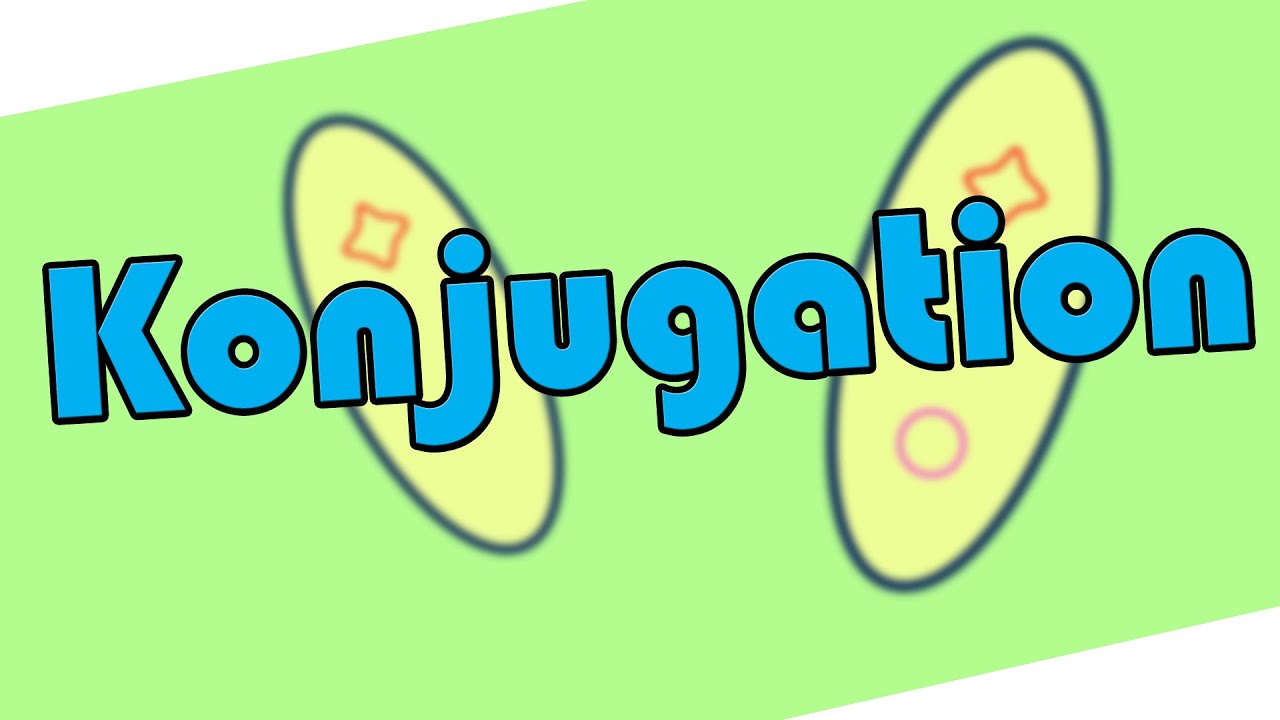 Konjugation &ndash; Biologie │EinfachBio