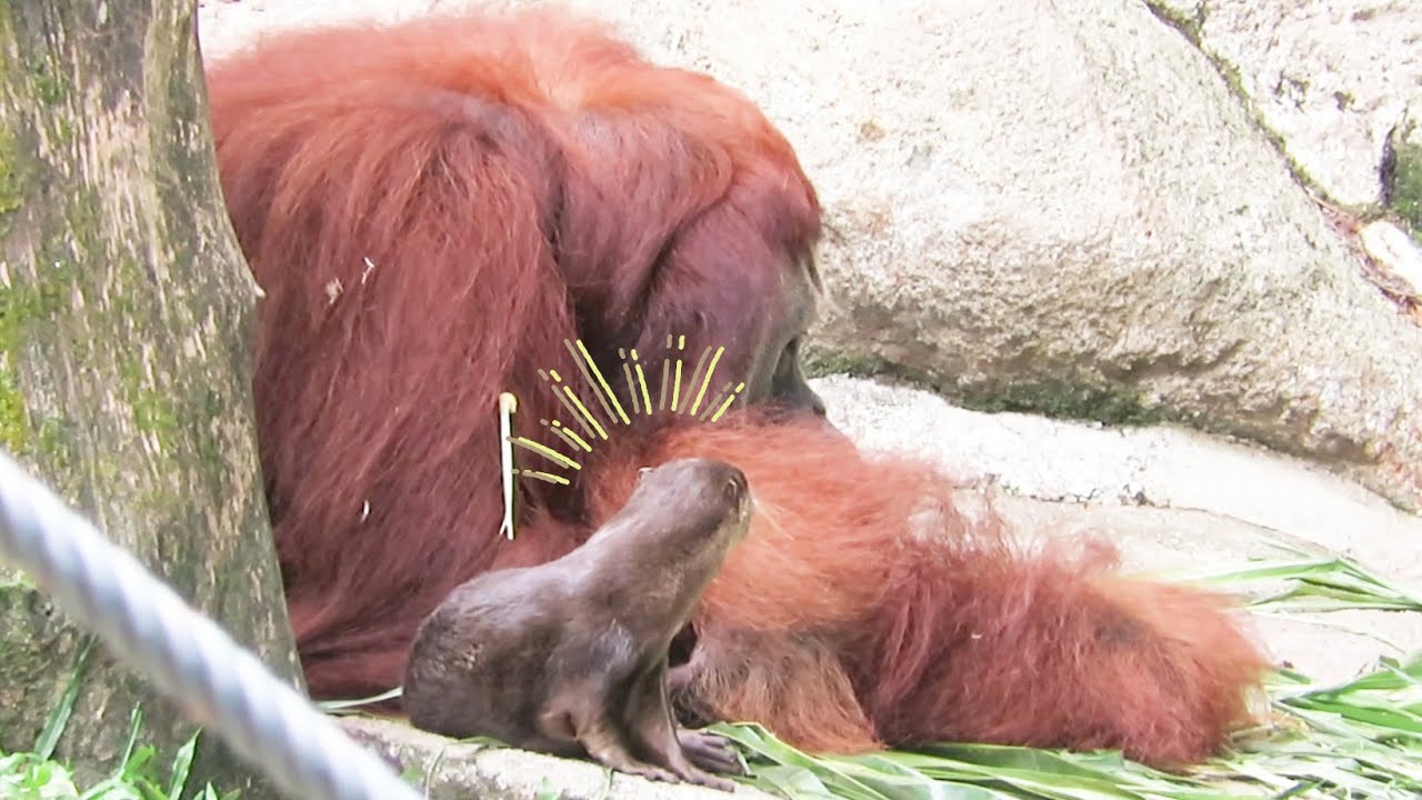 Otter attached to Big Orangutan for a long time / ずっと大きなオランウータンにひっついているカワウソ