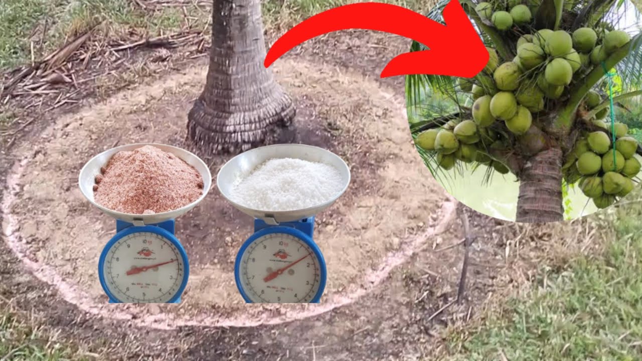 Paano MAG-ABONO sa NIYOG na WALANG BUNGA