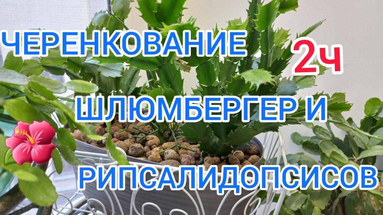ШЛЮМБЕРГЕРА.ЧЕРЕНКОВАНИЕ,УКОРЕНЕНИЕ,РАЗМН-Е. РЕАНИМАЦИЯ ЧЕРЕНКА!  (..УЧИМСЯ ВЫРАЩИВАТЬ ВМЕСТЕ .2Ч.)
