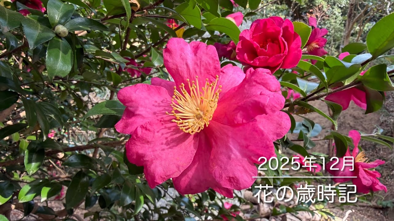 花の歳時記 2025年12月