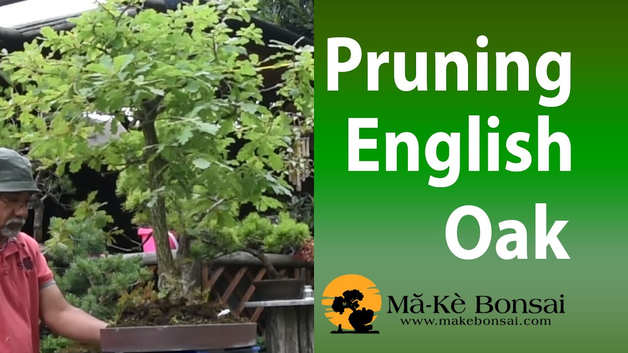 75) Summer Pruning of English Oak Quercus robur European Bonsai Trees for Beginners