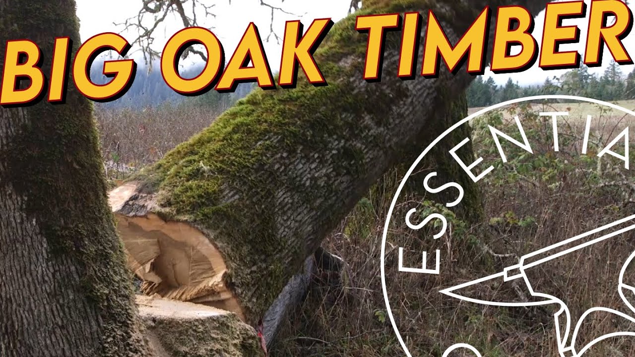 Harvesting Lumber From Oak Trees: Part 1