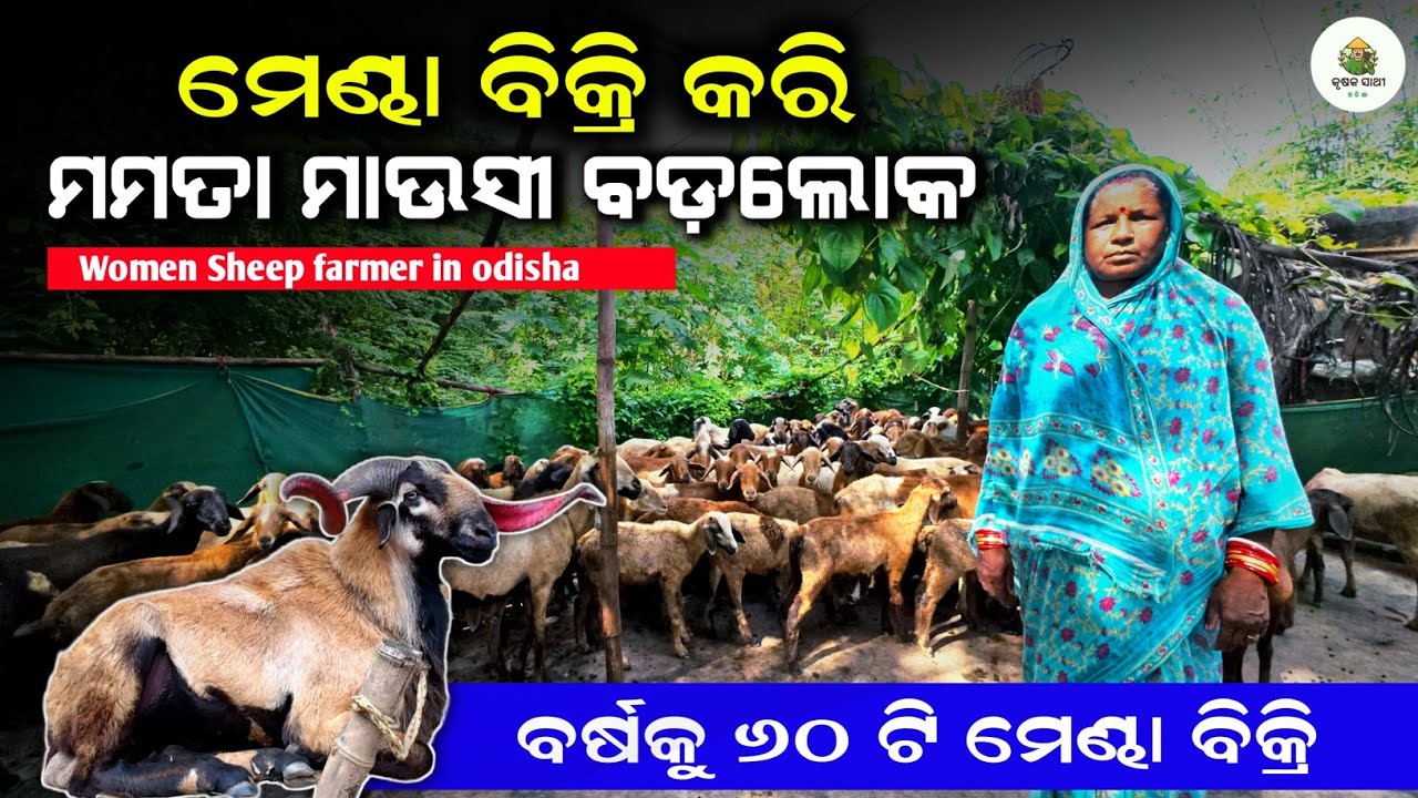 ମେଣ୍ଢା ବିକି ମାଉସୀ ବଡ଼ଲୋକ | How This Woman Built a Profitable Sheep Farm in odisha 🐏🐑