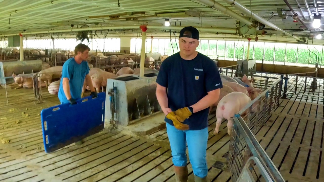 Final Loads of Market Hogs Leave the Farm