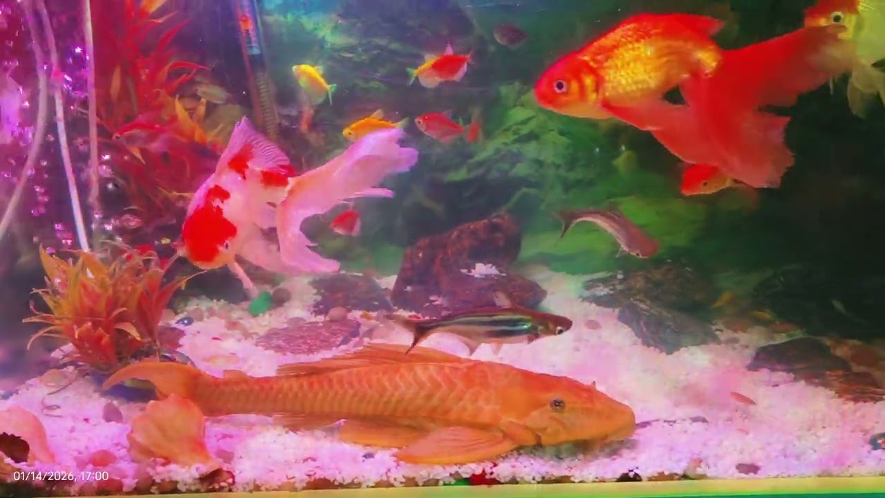 Aquarium fish..
