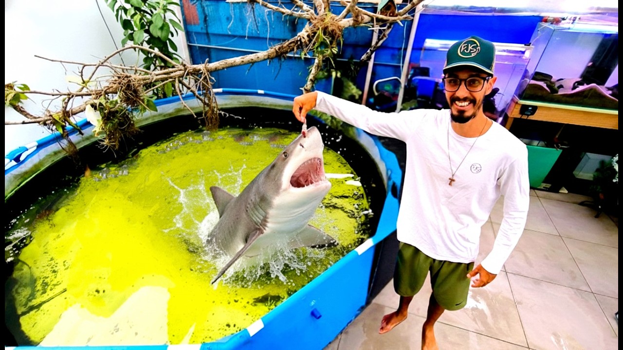 MEUS PEIXES MONSTROS CARNÍVOROS PREDADORES COMERAM na MINHA MÃO
