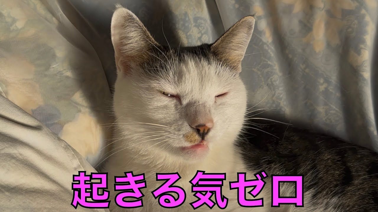保護猫ナターシャの520日目：寝グセをなおす朝