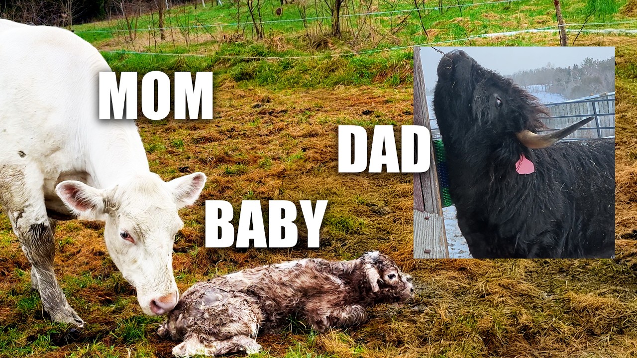 Our Farm's First Crossbreed Calf (Highland/Charolais is a Weird Combo but OK)