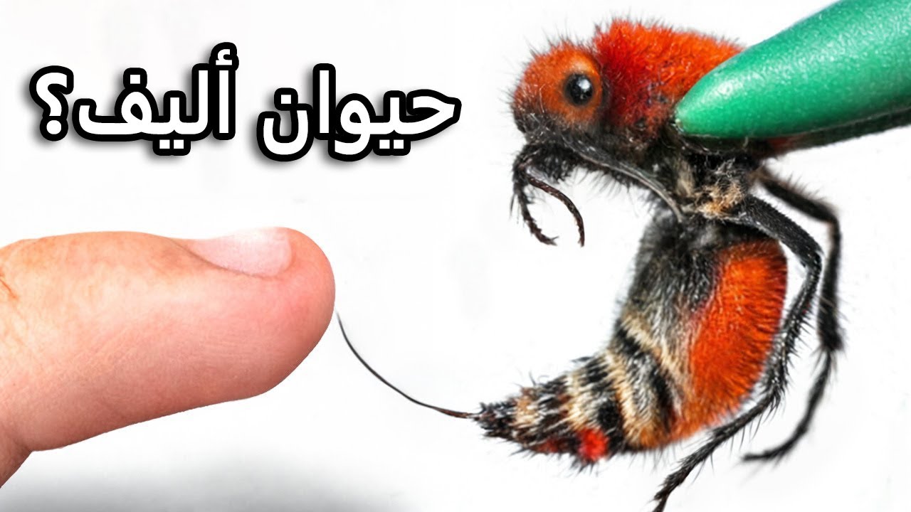 حصلت على قاتل أبقار أليف (اللسعة الأكثر ألمًا)