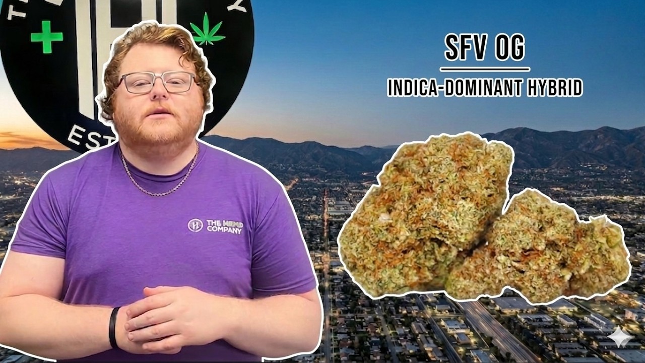 SFV OG Strain Review: Classic West Coast Gas & Relaxation