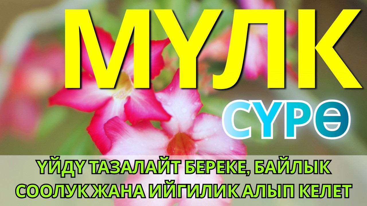 СҮРӨ АЛ МҮЛК| АР КАНДАЙ ЖАМАНДЫКТАН ЖАНА КӨЗ ТИЙҮҮДӨН КОРГОЙТ, ООМАТ, БЕРЕКЕ ЖАНА ЫРЫСКЫ АЛЫП КЕЛЕТ