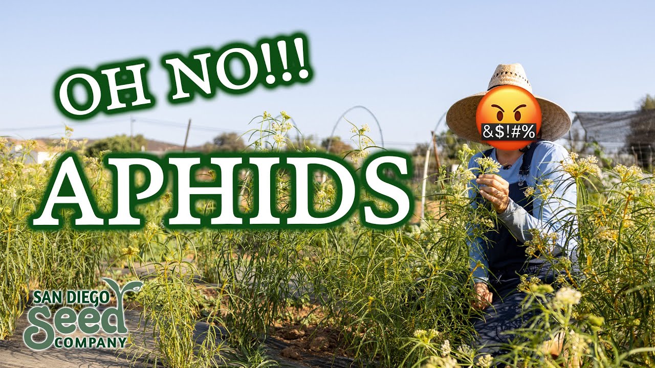 3 Pollinator Tips & How I'm Dealing with this Aphid Infestation on my Milkweed