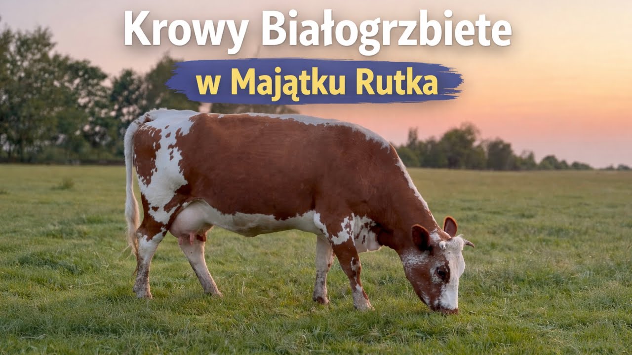 Krowy Białogrzbiete w Majątku Rutka